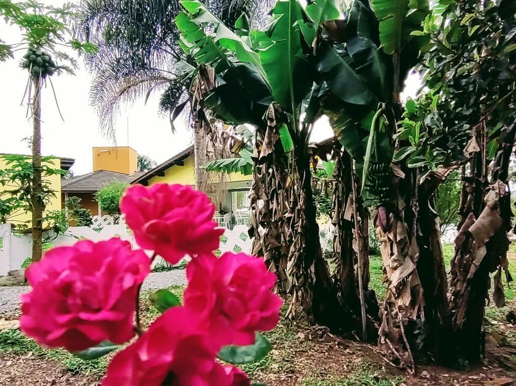 Jardim com roseiras e bananeiras no entorno da casa