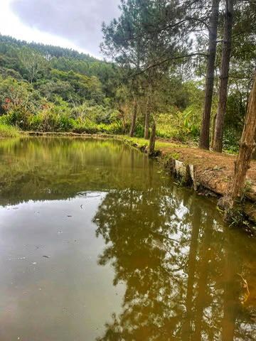 Lago e mata na propriedade